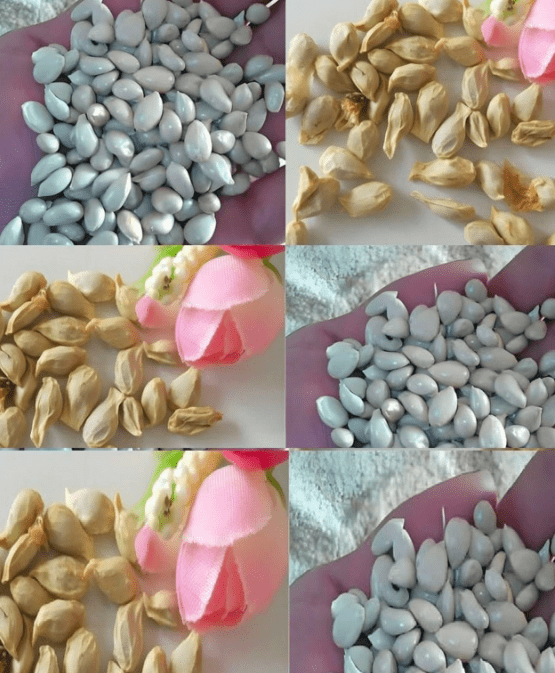 Quando spremete i limoni non commettete l’errore di buttare via i semi: usati così valgono tanto oro.