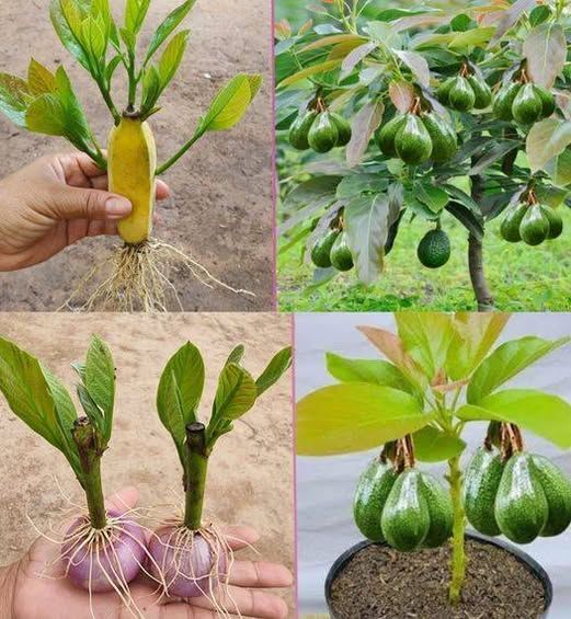 Come coltivare gli avocado passo dopo passo e facilmente