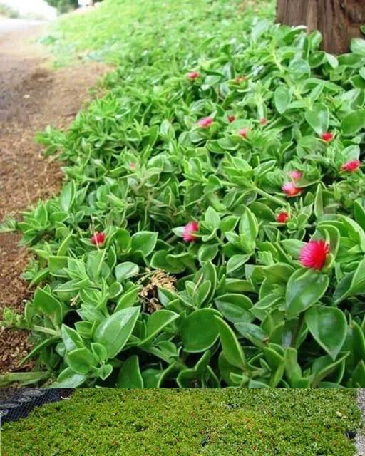 Questa è la pianta che sta sostituendo l’erba