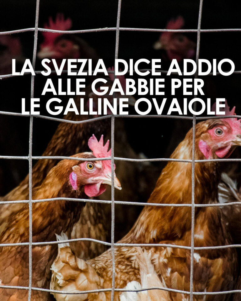 La Svezia dice addio alle gabbie: primo Paese al mondo completamente cage-free