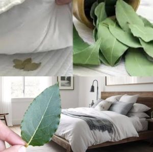 Basta mettere una foglia di alloro sotto il cuscino! L’effetto è incredibile!
