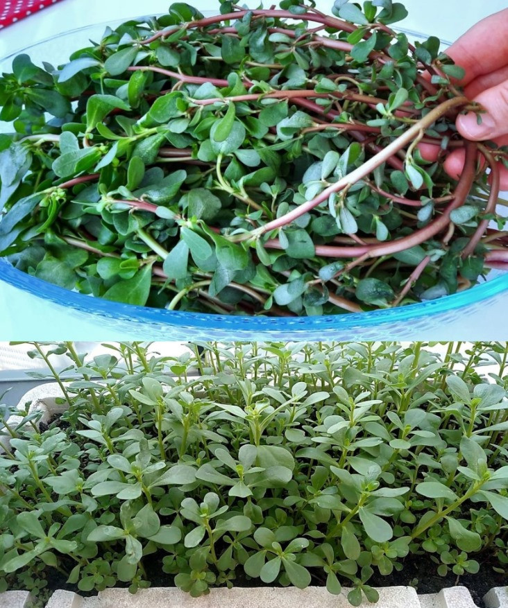 I vantaggi della portulaca