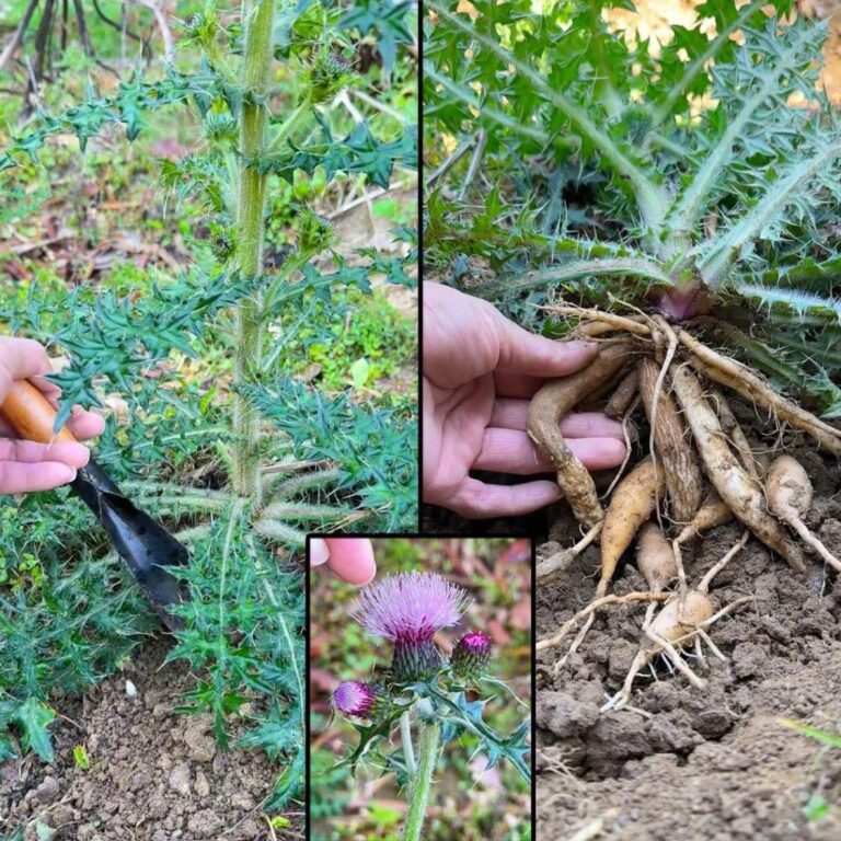 Cardo comune: questa pianta selvatica nasconde sorprendenti benefici