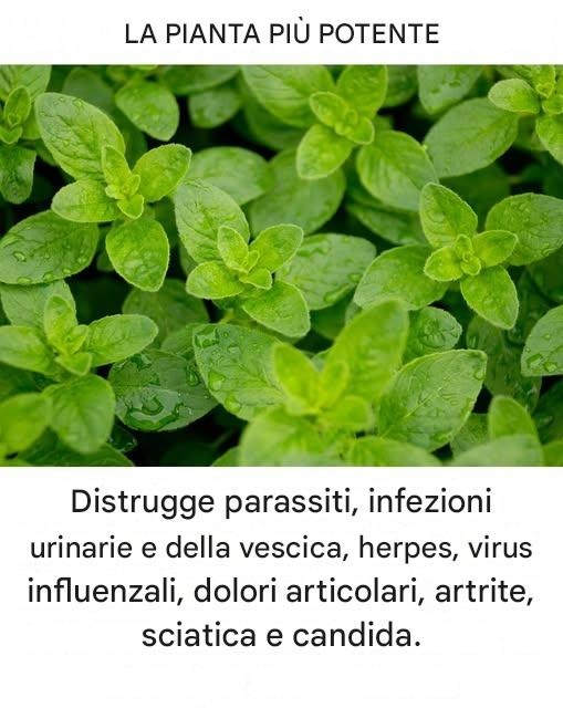 È una delle piante più potenti al mondo.