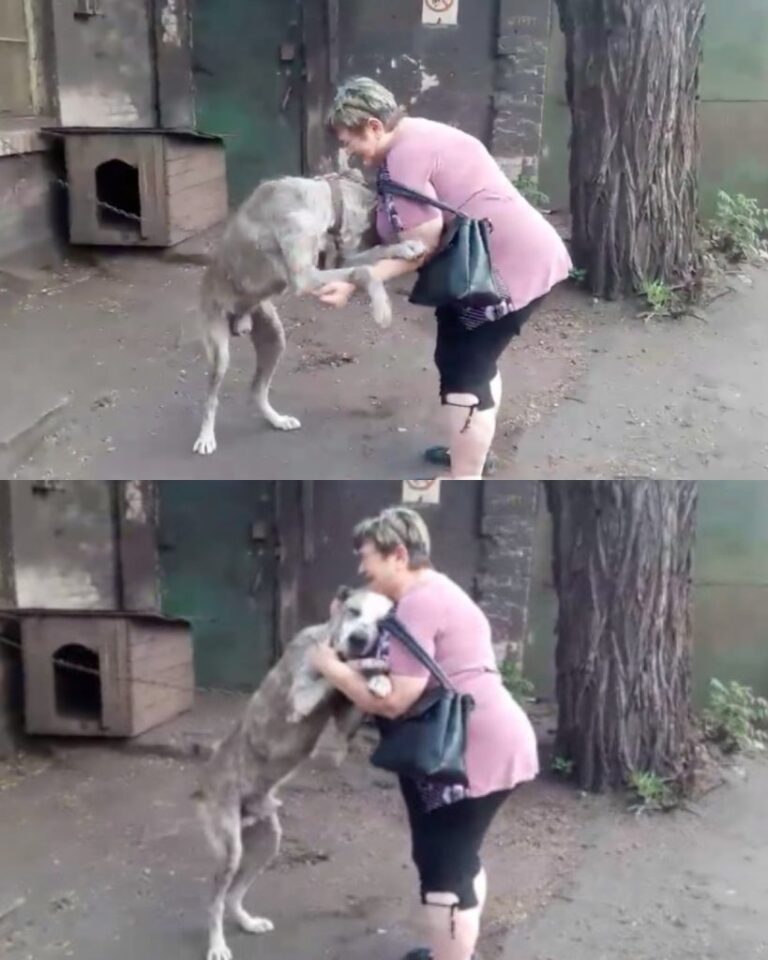 Oggetti smarriti e ritrovati: come lo sguardo triste di un cane randagio lo ha riportato a casa