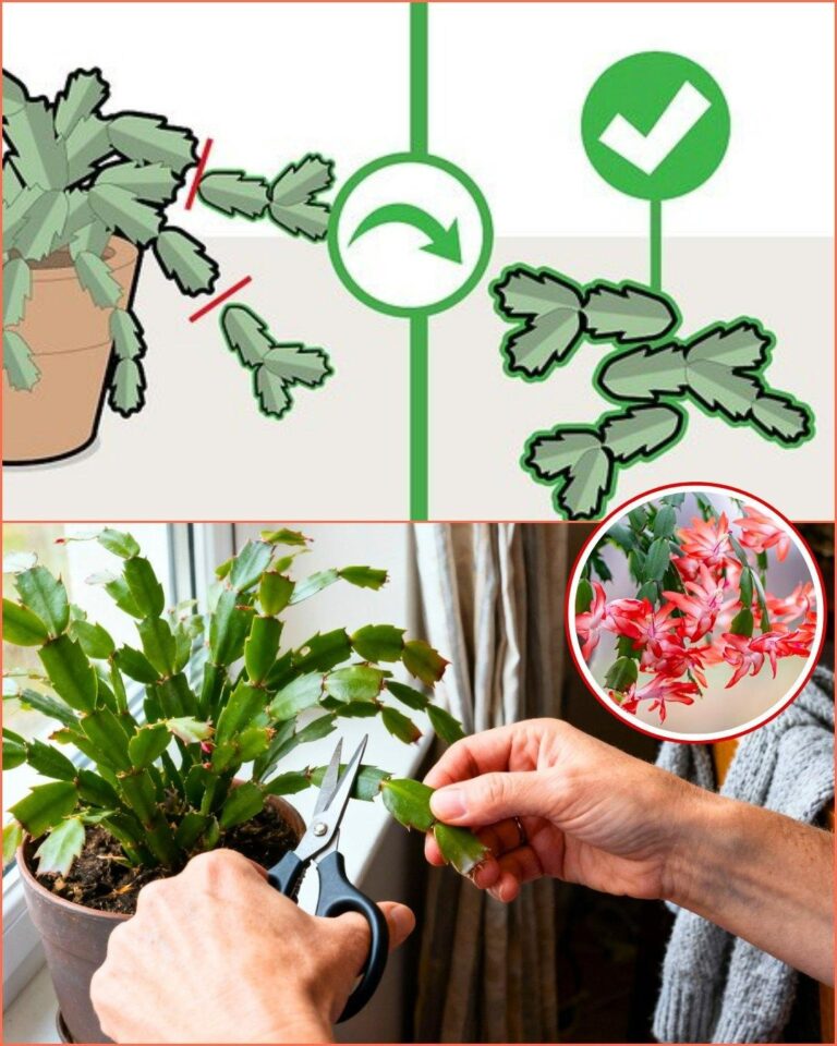 7 segnali che è ora di potare il tuo cactus di Natale