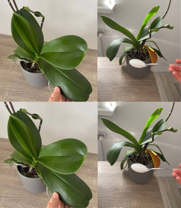 Addio foglie appassite: ridai vita alla tua orchidea!