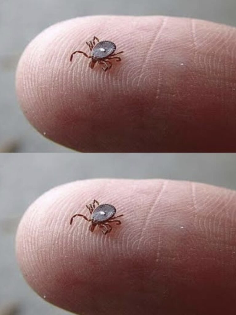 QUALCUNO SA COS’È? TROVATO SULLA GAMBA DI UN BAMBINO DOPO UNA PASSEGGIATA NEL BOSCO