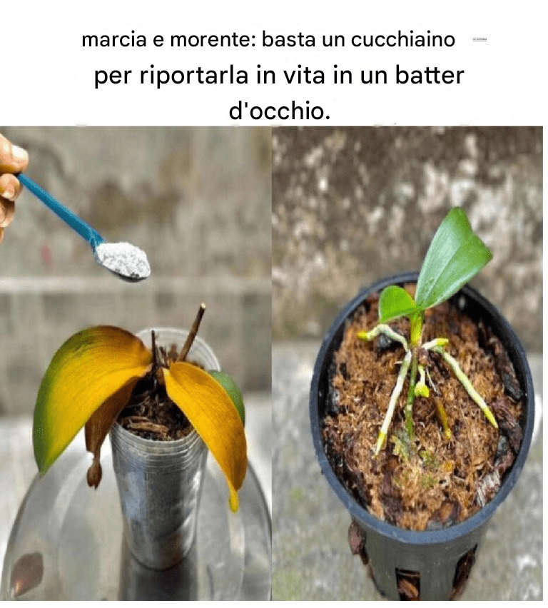 Un’orchidea marcia e morente: basta un cucchiaino per riportarla in vita